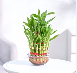 Lucky bamboo stalks grown in water