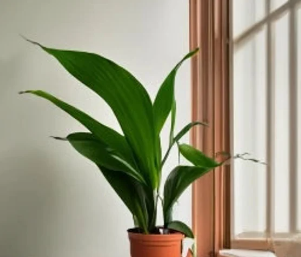 Resilient cast iron plant with broad, dark green leaves