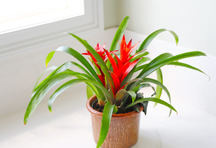 Bromeliad with rosette-forming leaves and central flower spike