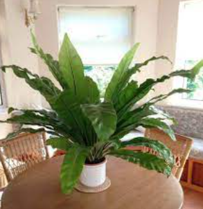 Simple broad leaves of a Bird's Nest fern