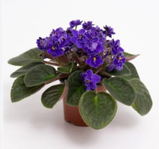 African violet with small violet, pink, or white blooms