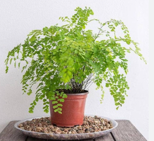 Delicate Maidenhair fern with fan-shaped leaves