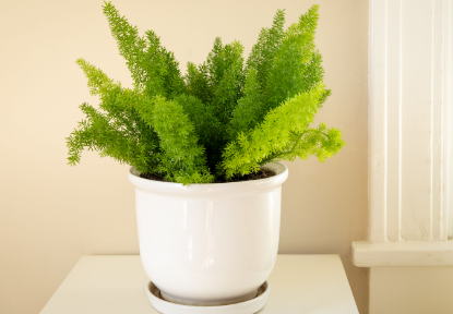 Asparagus fern with feathery foliage