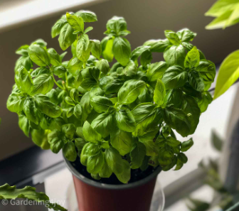 Lush green basil plant