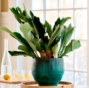 Staghorn fern with antler-like fronds