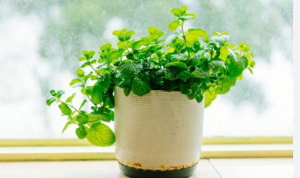 Spread of fresh mint leaves