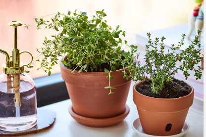 Thyme plant with small, aromatic leaves