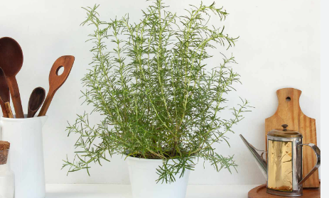 Rosemary plant with needle-like leaves