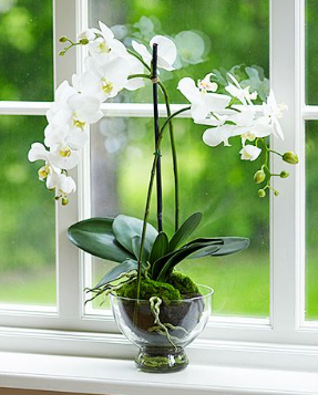 Colorful orchid blooms on slender stems