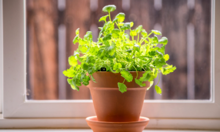 Bushy cilantro plant with green leaves.