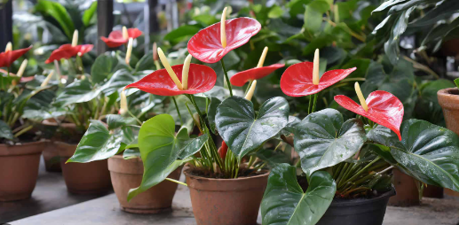 Anthurium with glossy leaves and bright heart-shaped blooms