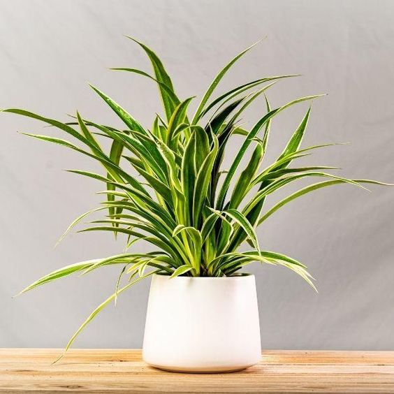 A spider plant with arching green leaves and small plantlets